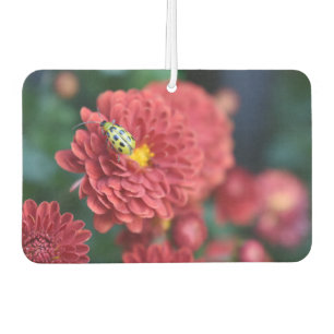 Rode Bloem Natuur Fotografie Beetle Insect Bug Luchtverfrisser