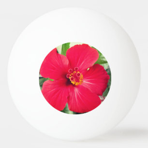 Rode bloem van Hibiscus Rosa-sinensis Pingpongballen