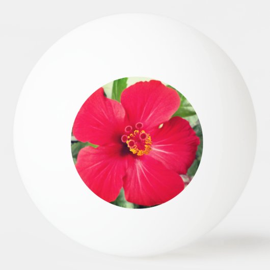 Rode bloem van Hibiscus Rosa-sinensis Pingpongballen (Voorkant)