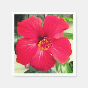 Rode bloem van Hibiscus Rosa-sinensis Servet