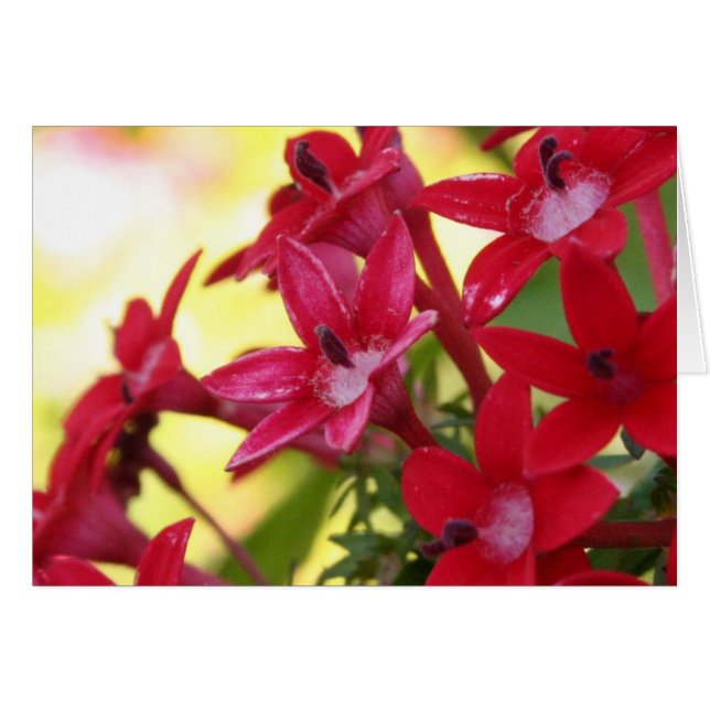 Rode bloemen (Voorkant Horizontaal)