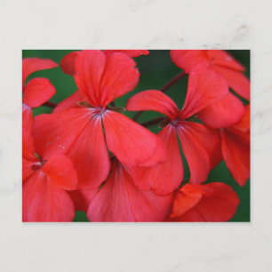 rode bloemen briefkaart