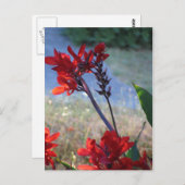 Rode bloemen briefkaart (Voorkant / Achterkant)