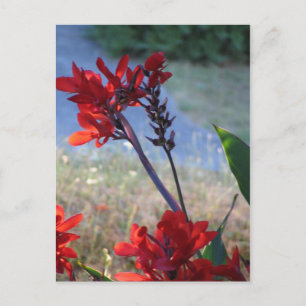 Rode bloemen briefkaart
