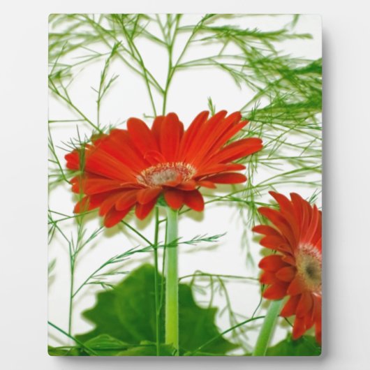 Rode Bloemen Fotoplaat (Voorkant)