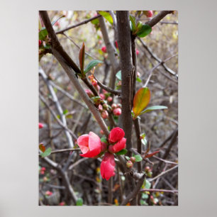 rode bloemen poster