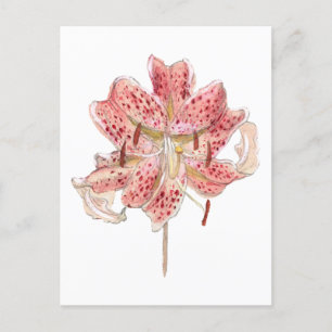 rode bloemtekening van Samuel Colman Briefkaart