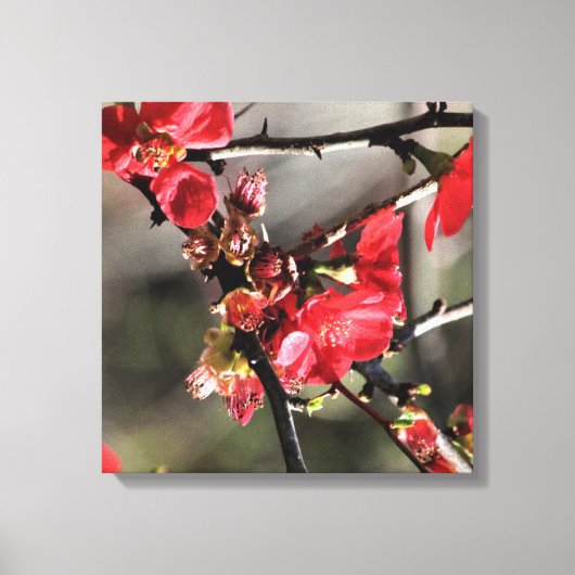 Rode bloesems Floral Canvas (Voorkant)