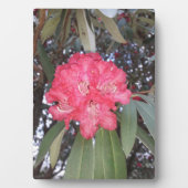 Rode boombloem fotoplaat (voorkant)