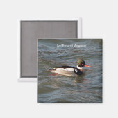 Rode Borst Merganser magneet (Voorkant / Achterkant)