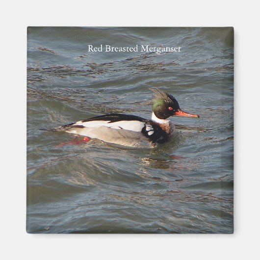 Rode Borst Merganser magneet (Voorkant)