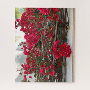 Rode Bougainvillea, Burlingame Legpuzzel