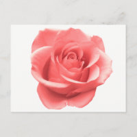 Rode Bourgogne Roos Bloem - Liefde, Hallo