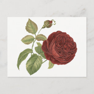 Rode Bourgogne Roos Bloem - Liefde, Hallo Briefkaart