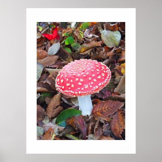 Rode broodkool, Amanita muscaria Poster (Voorkant)