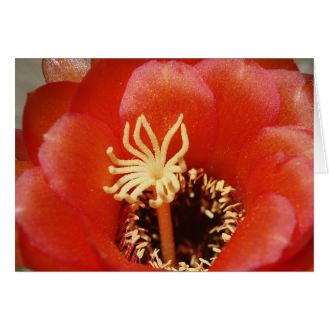 Rode cactus bloom (Voorkant Horizontaal)