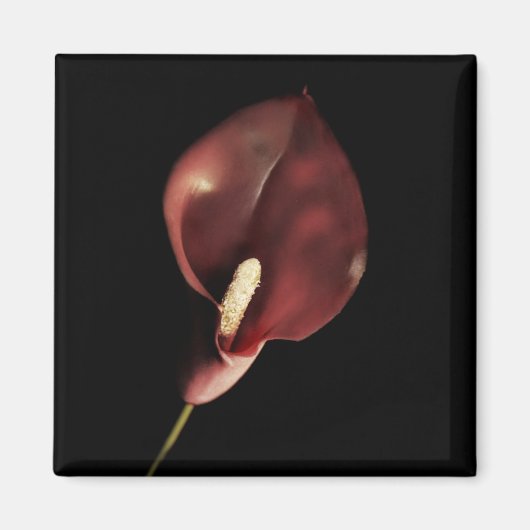 Rode Calla - Magneet (Voorkant)