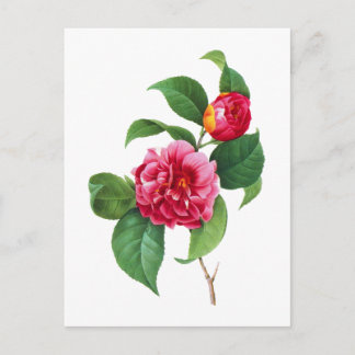 Rode Camelia's door Pierre-Joseph Redoute Briefkaart