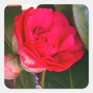 Rode Camellia-Stickers Vierkante Sticker