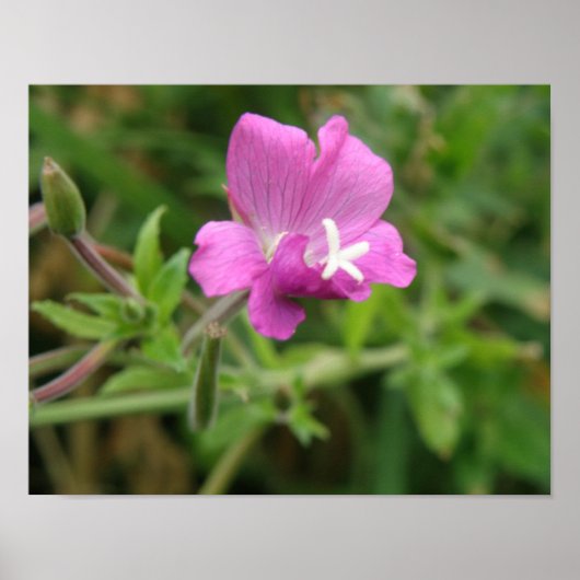 Rode Campion Wilde Bloem Print (Voorkant)
