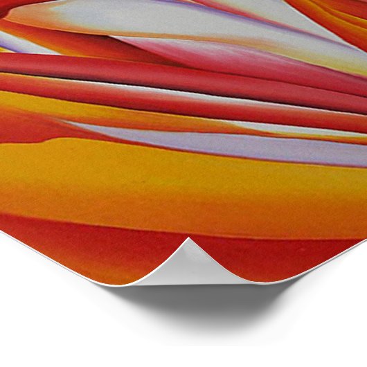 Rode Canna Poster (Hoek)