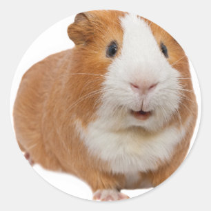 rode cavia ronde sticker