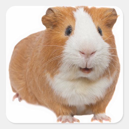 rode cavia vierkante sticker (Voorkant)