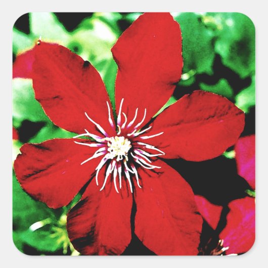Rode Clematis klimbloemen Vierkante Sticker (Voorkant)