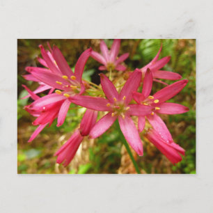 Rode Clintonia Bloemen bij Reuzenbomen Briefkaart