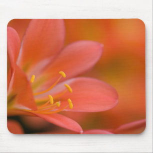 Rode Clivia Flower Muismat