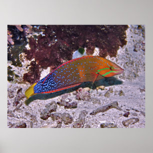Rode coris poster