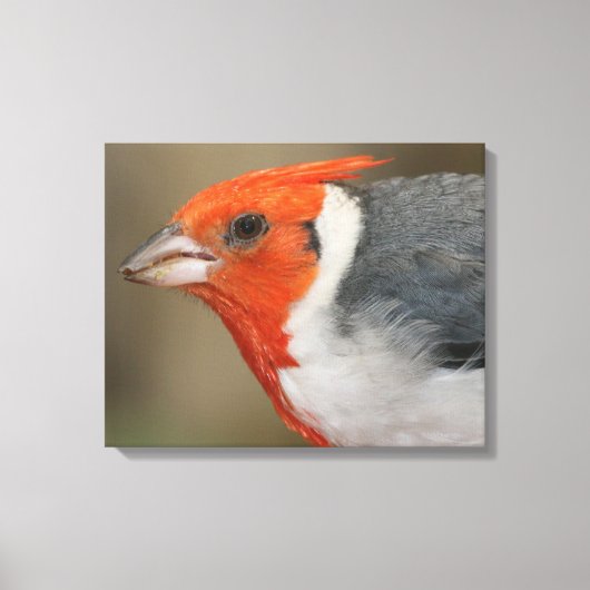 Rode Crested Kardinaal Canvas Afdruk (Voorkant)