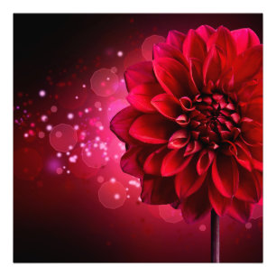 Rode Dahlia Foto Afdruk