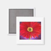 Rode Daisy Gerber Bloemen Schilderen Kunst - Multi Magneet (Voorkant / Achterkant)