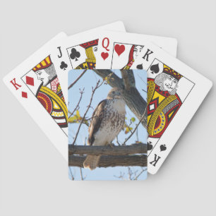 Rode De steel verwijderde van Havik tijdens de Pokerkaarten