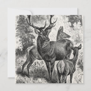  Rode Der Illustration Stag Doe Fawn van 1800's