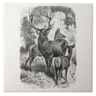  Rode Der Illustration Stag Doe Fawn van 1800's Tegeltje