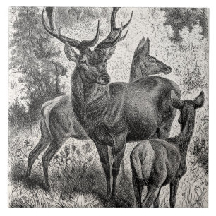  Rode Der Illustration Stag Doe Fawn van 1800's Tegeltje