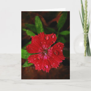 Rode Dianthus met Regendruppels Bedankkaart