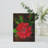 rode dianthus met regendruppels briefkaart (Staand voorkant)