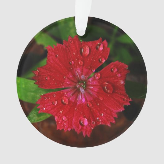 rode dianthus met regendruppels ornament (voorkant)