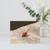 Rode dragonfly in Afrika (Trithemis sp.) Briefkaart (Staand voorkant)