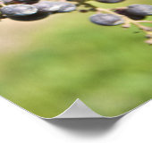 Rode druiven op de wijn poster (Hoek)