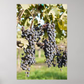 Rode druiven op de wijn poster (Voorkant)