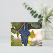 Rode druiven op de wijnstok gebruikt om wijn te ma briefkaart (Staand voorkant)