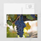Rode druiven op de wijnstok gebruikt om wijn te ma briefkaart (Voorkant / Achterkant)