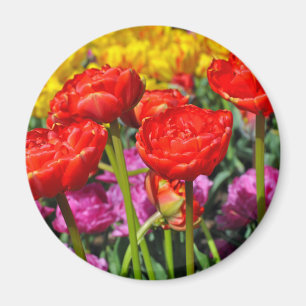 Rode dubbele tulpen magneet