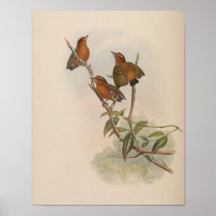 Rode Dwergspecht door John Gould Print