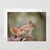 Rode Eekhoorn Briefkaart (Voorkant / Achterkant)