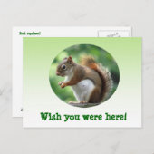 Rode eekhoorn briefkaart (Voorkant / Achterkant)